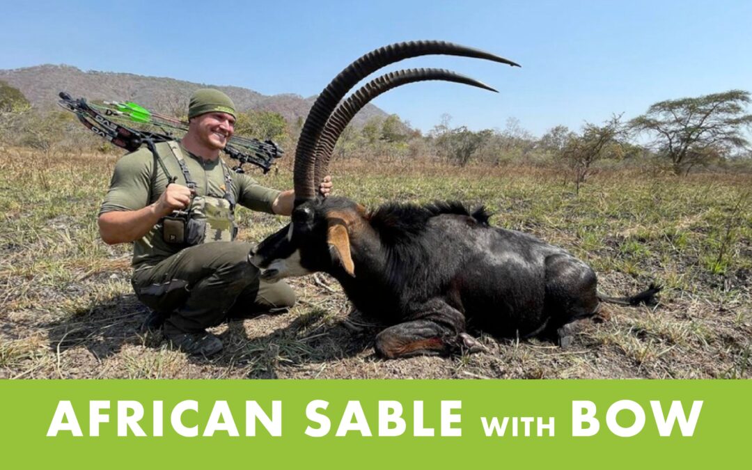 Josh Bowmar’s African Sable with a Bow