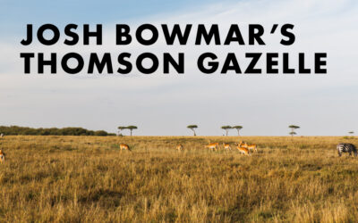 Josh Bowmar’s Thomson’s Gazelle