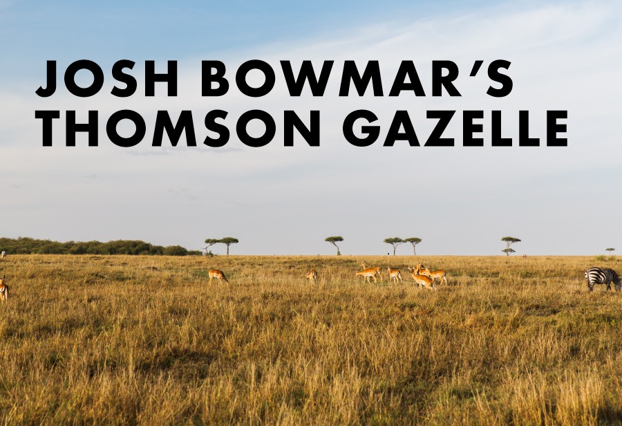 Josh Bowmar’s Thomson’s Gazelle