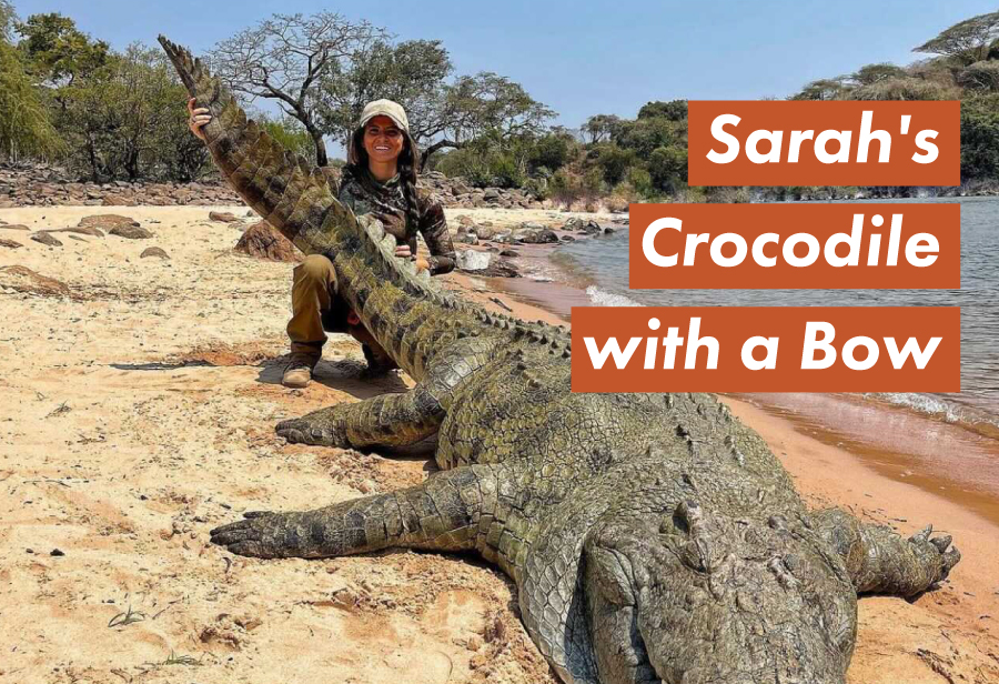 Sarah Bowmar’s Crocodile with a Bow – Bowmar Archery